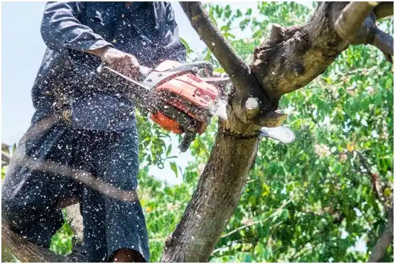 tree services Lyons